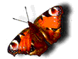 _ָ